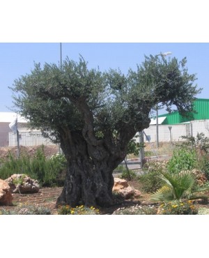 Olea europea